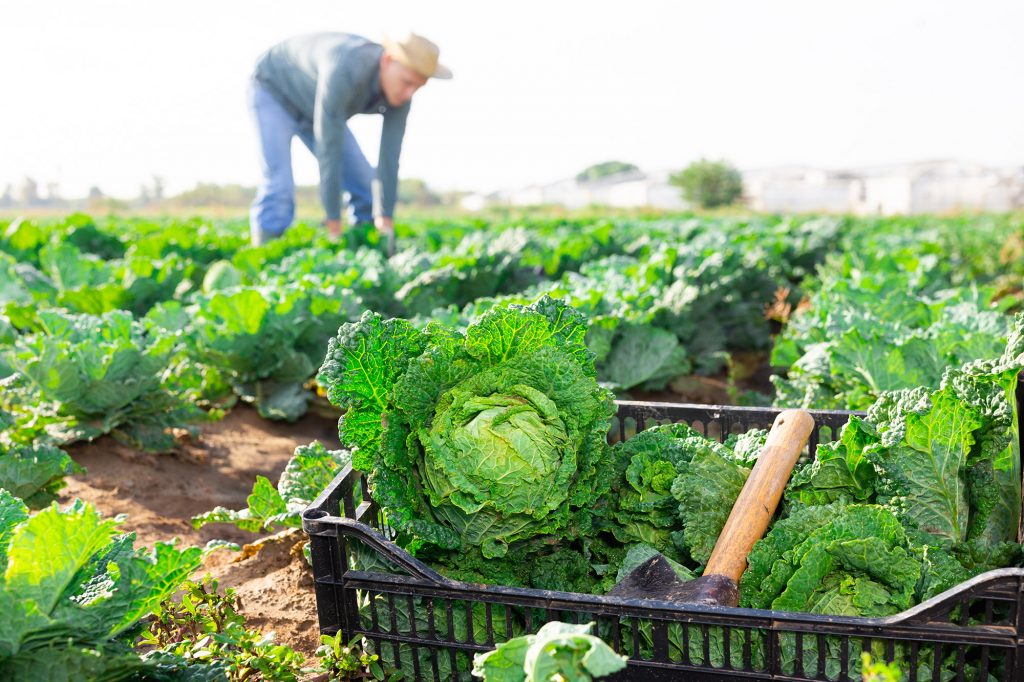 SIMBA Solutions – Label and track food inventory, trace it any time